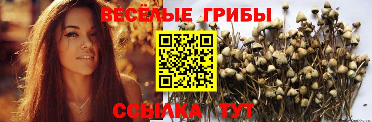 где найти наркотики  Вход с VPN  Псилоцибиновые грибы Psilocybine cubensis  Заречный  Галлюциногенные грибы GOLDEN TEACHER 